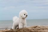 BICHON FRISE 074